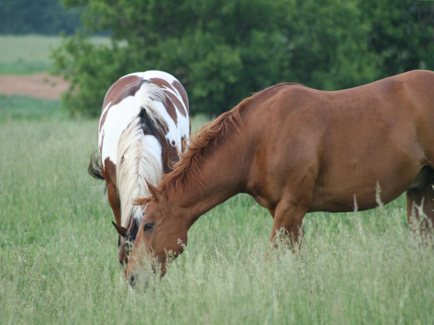 Обои картинки фото животные, лошади
