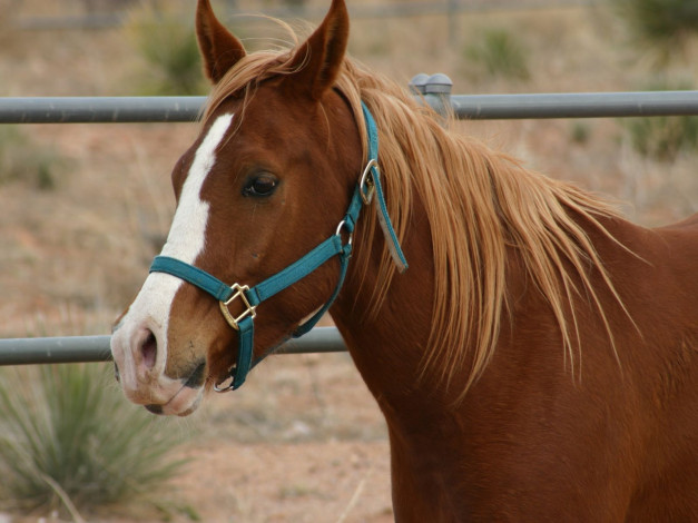 Обои картинки фото животные, лошади