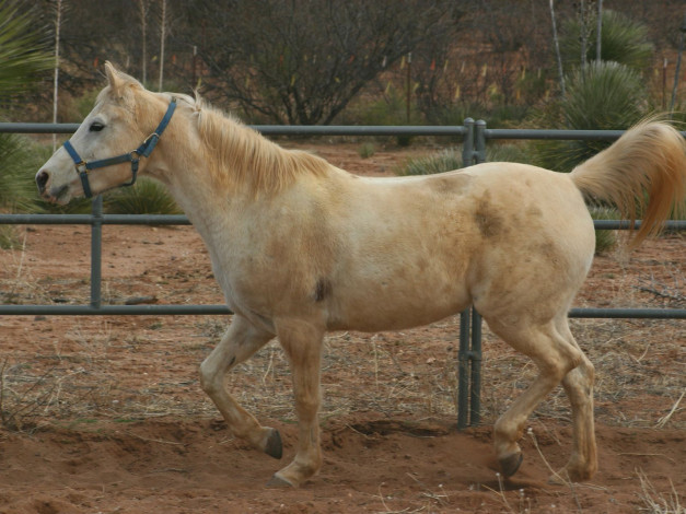 Обои картинки фото животные, лошади