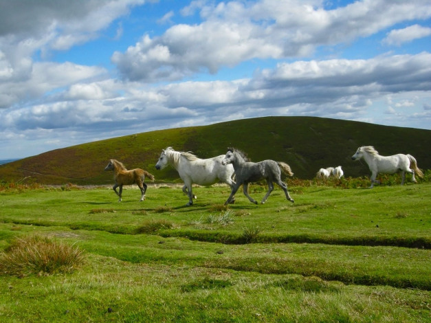 Обои картинки фото животные, лошади