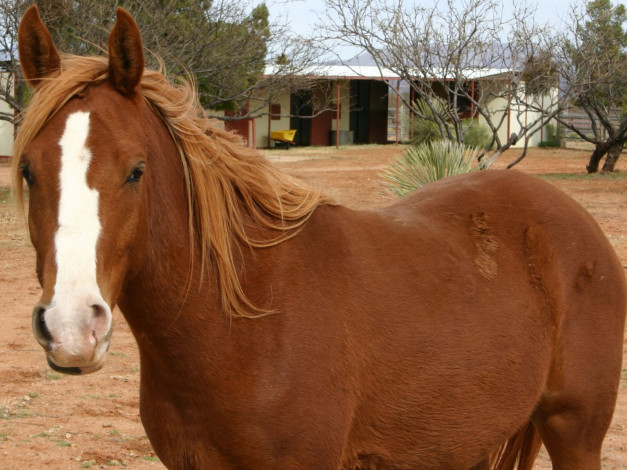 Обои картинки фото животные, лошади