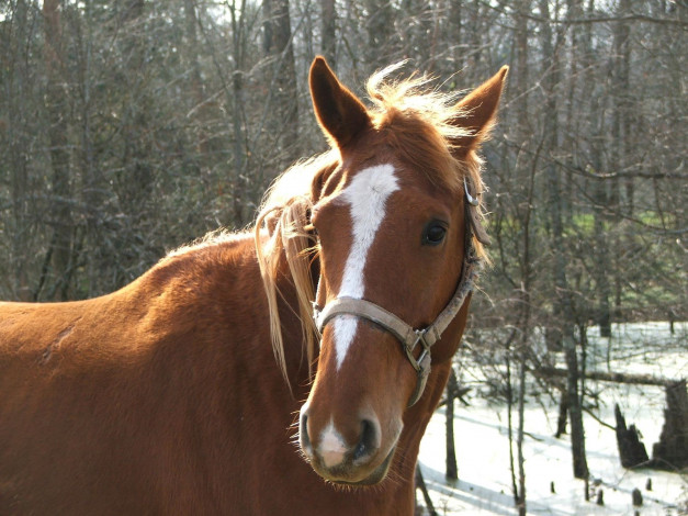 Обои картинки фото животные, лошади