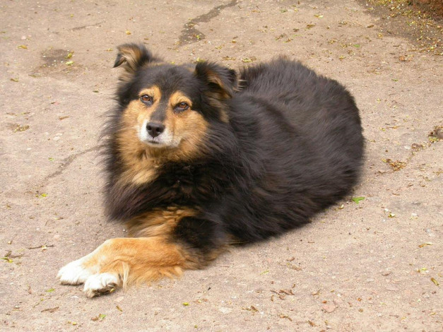 Обои картинки фото животные, собаки