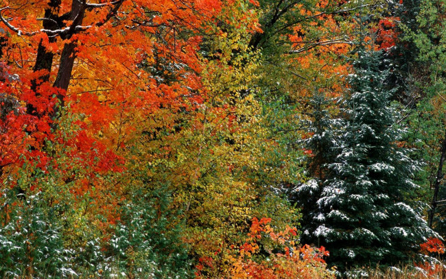 Обои картинки фото природа, лес