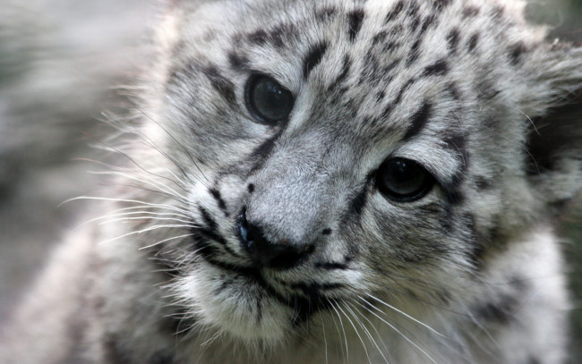 Обои картинки фото животные, снежный, барс, ирбис