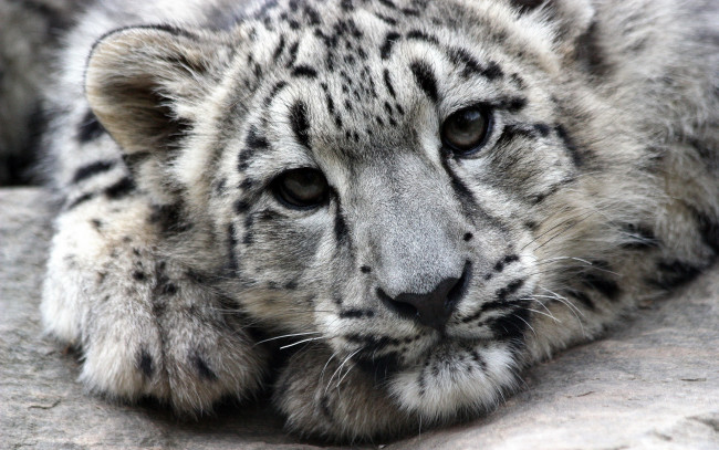 Обои картинки фото животные, снежный, барс, ирбис