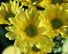Картинка цветы хризантемы