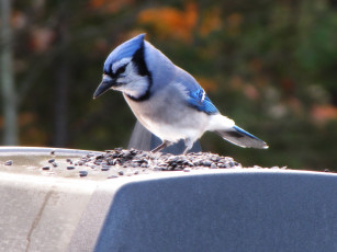 Картинка животные сойки