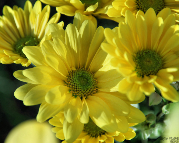 Обои картинки фото цветы, хризантемы