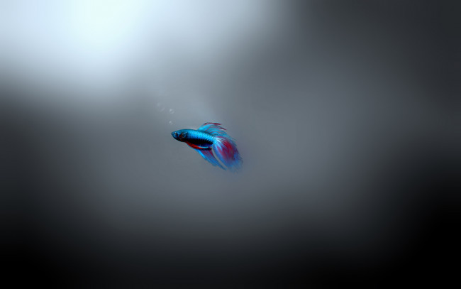 Обои картинки фото 3д, графика, animals, животные, рыбка