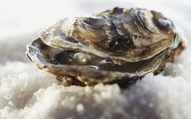 Обои картинки фото разное, ракушки, кораллы, декоративные, spa, камни, жемчужина, раковина, лед