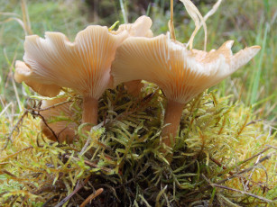 Картинка природа грибы трава