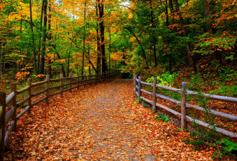 Картинка природа дороги парк лес дорога