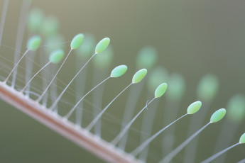 Картинка природа макро нити яйца фон