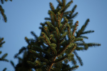 Картинка природа макро ветка хвоя иголки зеленый небо