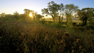Картинка природа восходы закаты деревья поля рассвет