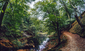 Картинка природа реки озера лес ручей