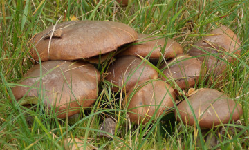 Картинка природа грибы трава поле