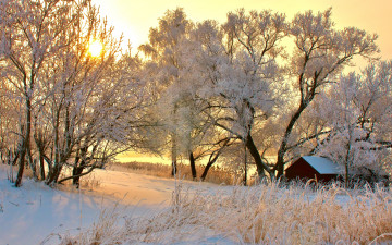 Картинка природа зима снег деревья