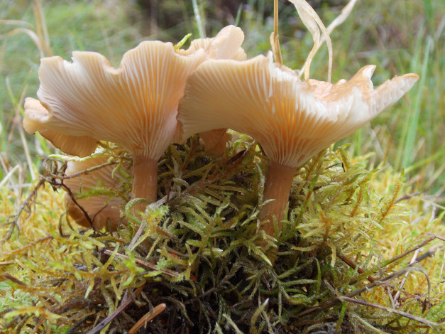 Обои картинки фото природа, грибы, трава