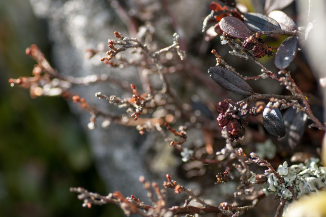 Обои картинки фото природа, макро, ветки, листья, свет, блики, осень