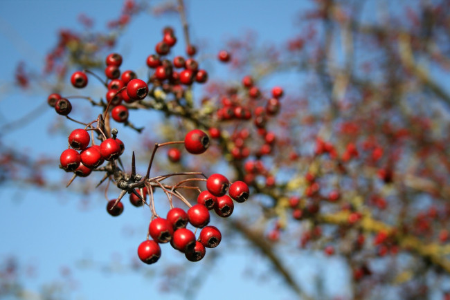 Обои картинки фото природа, Ягоды, ветка, макро, осень