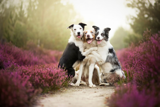 Обои картинки фото животные, собаки, друзья, border, collies