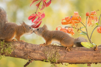 Картинка животные белки цветы грызуны лилии дерево ветка осень пара природа