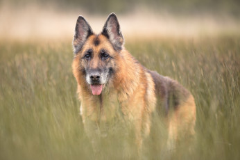 Картинка животные собаки друг взгляд собака