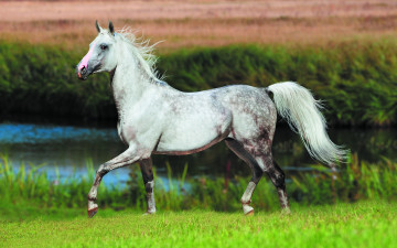 Картинка животные лошади трава лето макро работа семечки ситуация муравьи насекомые