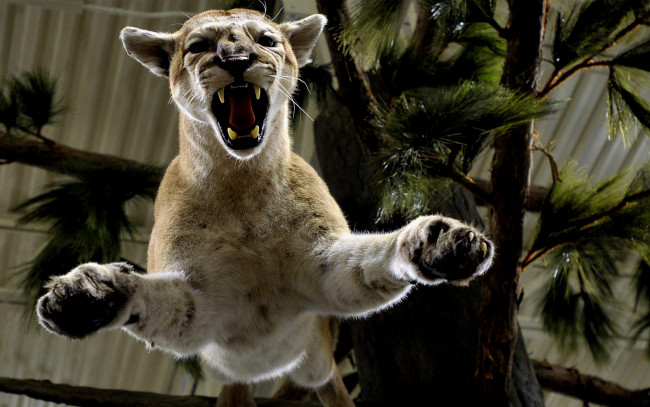 Обои картинки фото животные, - другое, animal, jump