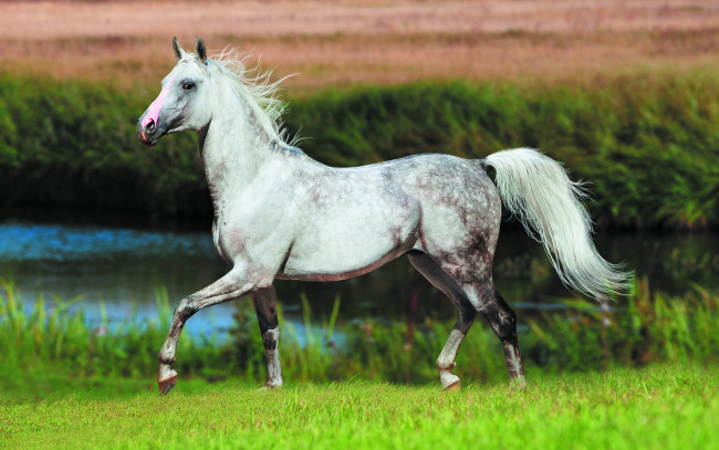 Обои картинки фото животные, лошади, трава, лето, макро, работа, семечки, ситуация, муравьи, насекомые