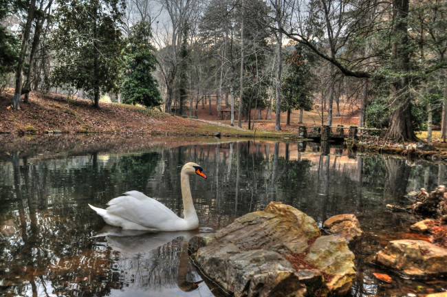 Обои картинки фото животные, лебеди, птица, река