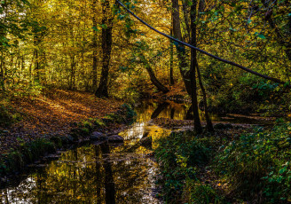 Картинка природа реки озера река лес