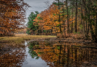 Картинка природа реки озера река лес