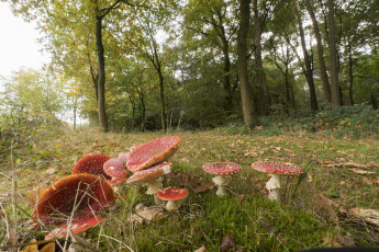 Картинка природа грибы +мухомор грибочки