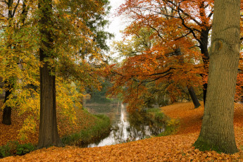 Картинка природа реки озера река лес