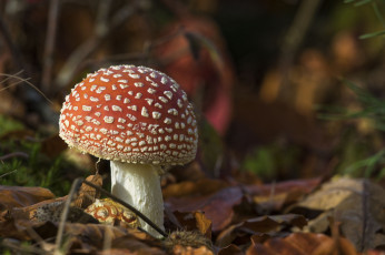 Картинка природа грибы +мухомор грибочек