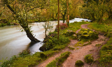 Картинка природа реки озера лес река