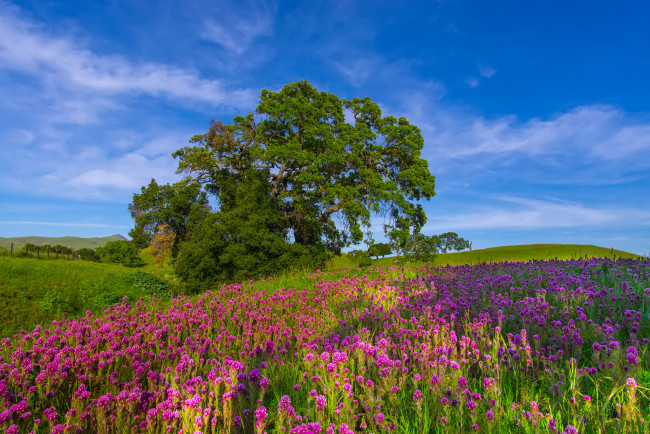 Обои картинки фото природа, луга, простор