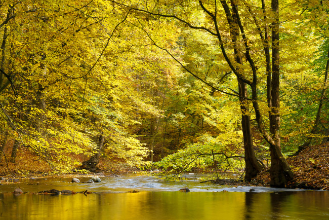 Обои картинки фото природа, реки, озера, река, лес