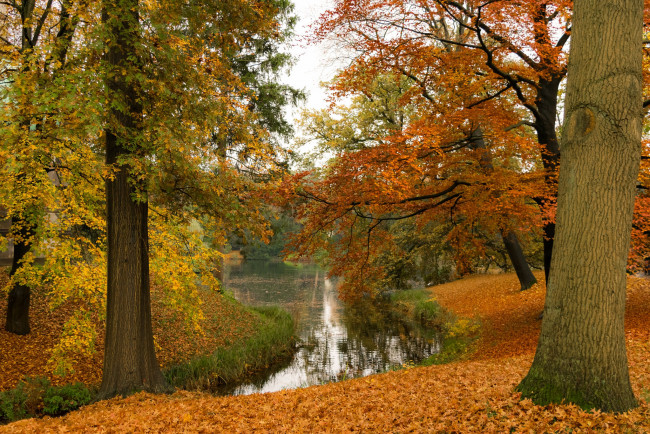 Обои картинки фото природа, реки, озера, река, лес