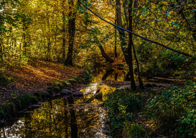 Обои картинки фото природа, реки, озера, река, лес