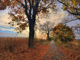 Картинка природа дороги река лес