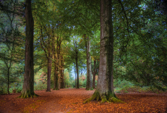 Картинка природа лес простор