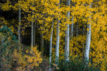 Картинка природа лес простор