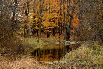 Картинка природа лес простор