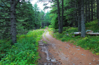 Картинка природа дороги простор