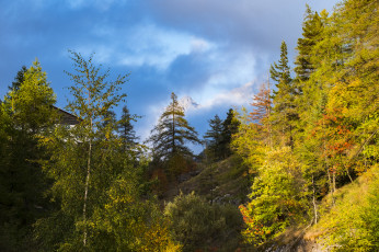 Картинка природа лес простор