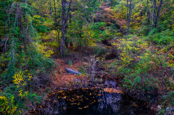 Картинка природа лес простор